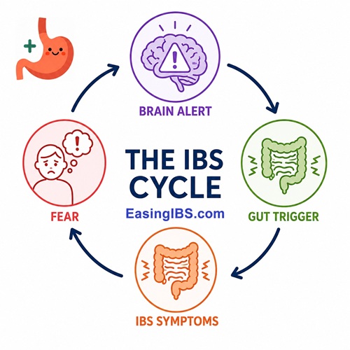 EasingIBS-IBS-Cycle EasingIBS IBS Cycle